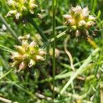 Oenanthe globulosa Fruit