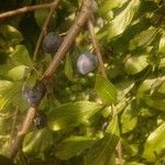 Prunus spinosa 葉