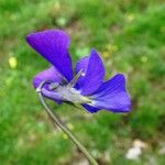 Viola lutea Blomst