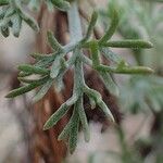 Artemisia alba Vrucht