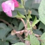 Salvia microphyllaFloare