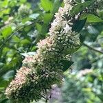 Abelia chinensis Flower