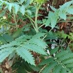 Melianthus comosus Blad