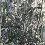 Artemisia tridentata Liść