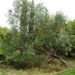 Eucalyptus parvula Hábito