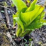 Symplocarpus foetidus Leaf