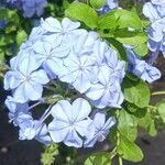 Plumbago auriculataFlower