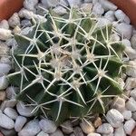 Parodia sellowii Hoja