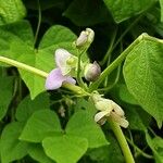 Phaseolus vulgaris Blomst
