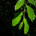 Prunus serotina Hoja