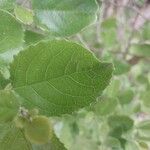 Azara dentata Fulla