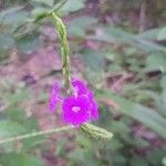 Stachytarpheta frantzii Flower