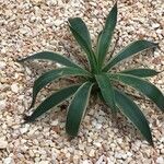 Agave demeesteriana Leht