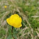 Trollius europaeus Blomst