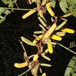 Vachellia collinsii Frucht
