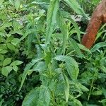 Veronica longifolia Leaf