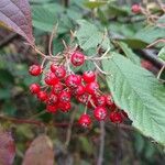 Cotoneaster coriaceus Fruit