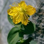 Hypericum scouleri Цветок