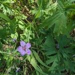 Geranium viscosissimum Kukka