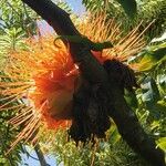 Brownea rosa-de-monte Flower