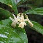 Amphirrhox longifolia Flors