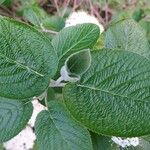 Viburnum lantana Hoja