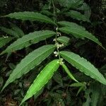 Solanum roblense Hoja