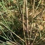 Diplachne fusca Ekosanga