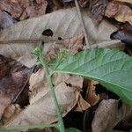 Homalium abdessammadii Leaf