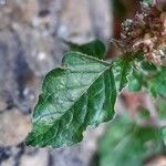 Amaranthus deflexus Leaf