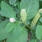 Phytolacca esculenta Квітка