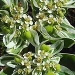 Euphorbia marginata Blodyn