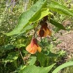 Callianthe picta Flower