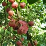 Siparuna thecaphora Fruit