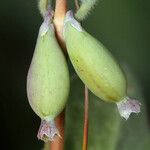 Symphoricarpos rotundifolius Fruto