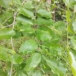 Dalbergia latifolia ഇല