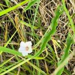 Convolvulus sagittatus