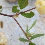 Trifolium campestre Ліст