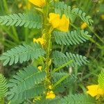 Chamaecrista fasciculata Fleur