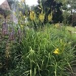 Hemerocallis citrina Лист