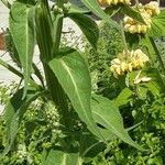 Verbascum lychnitis Blad