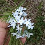 Amsonia ciliata Virág