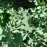 Romneya coulteri برگ