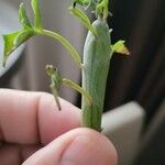 Senecio articulatus Blatt