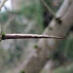 Crataegus crus-galli Ŝelo