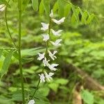 Vicia caroliniana 花