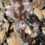 Phelipanche rosmarina Flower