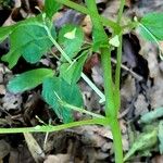 Impatiens parviflora Rinde