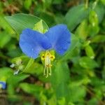 Commelina communis Blüte