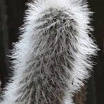 Cleistocactus strausii Blatt